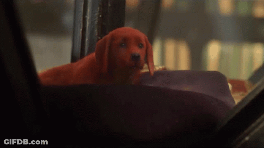 Brown Sad Puppy Chillin Near The Window GIF