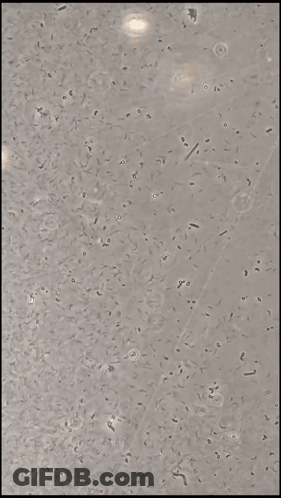Brown Surface With Small Dots GIF