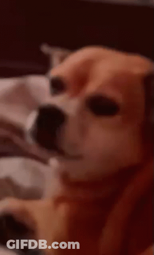Brown Tan Dog By Metal Bowl Looking Camera GIF