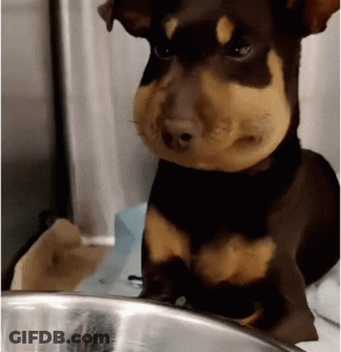 Brown Tan Dog With Metal Bowl Looking At Camera GIF