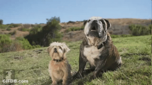 Brown Teddy Bear Making Funny Face Yellow Cheek GIF