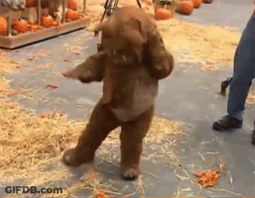 Brown Teddy Bear Walking GIF