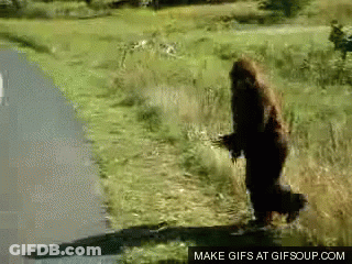 Brown Teddy Bear Wearing Sunglasses GIF