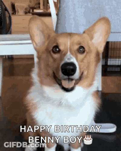 Brown White Corgi Tongue Out Happy Birthday Benny Boy GIF