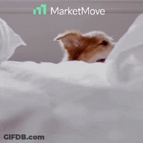 Brown White Dog Peeking Bed Saying Oh Hello GIF