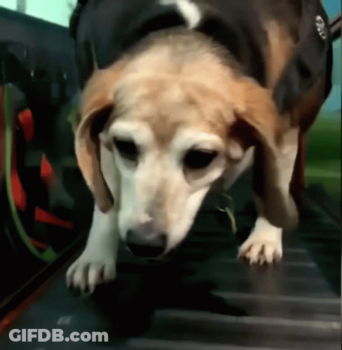 Brown White Dog Walking On Treadmill Tag A GIF
