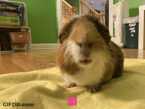 Brown White Guinea Pig With Hi On Yellow Blanket GIF