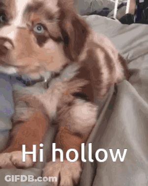 Brown White Puppy Laying On Bed Hi Hollow GIF