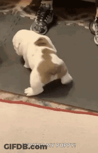 Brown White Puppy Says I Found My Puppy GIF