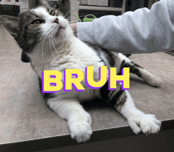 Bruh Cat Reaction GIF
