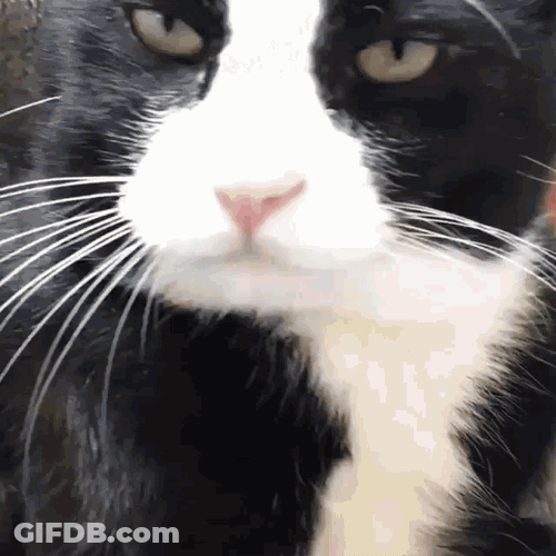 Bruh Lick GIF