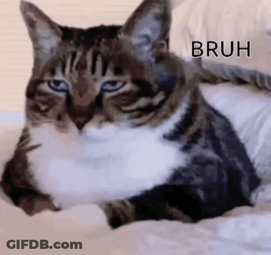 Bruh Meme Grumpy Tabby Cat GIF
