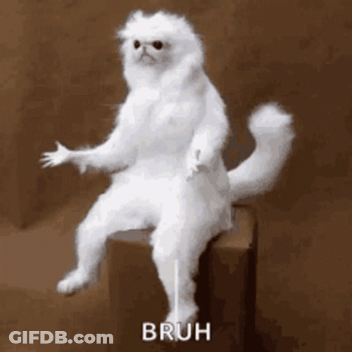 Bruh Meme Persian Cat GIF