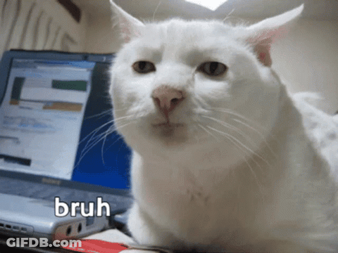 Bruh Meme Weird White Cat GIF