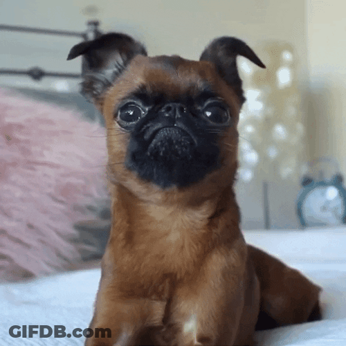 Brussels Griffon Holding Back Tears GIF