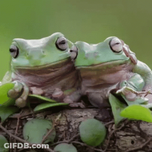 BTS Cute Frog Look Alike GIF