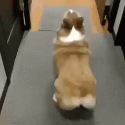 Bubble Butt Twerking Dog GIF