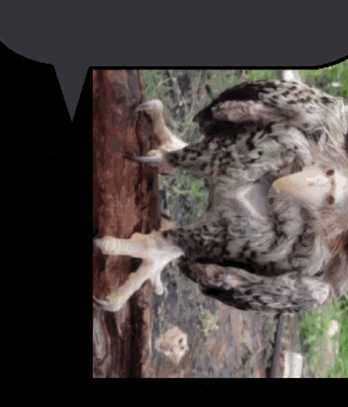 Bubble Text Owl Text Bubble GIF
