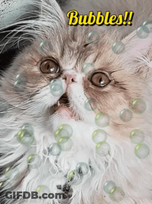 Bubbles Cat Paralyzed GIF