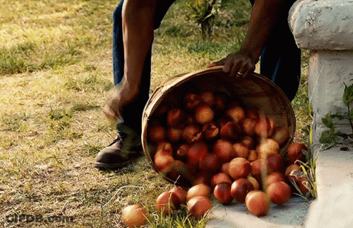 Bucket Of Apples Being Poured On Ground GIF
