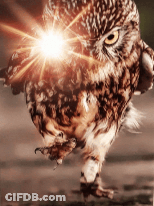 Buenas Noches Buho GIF