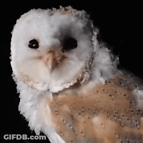 Buenas Noches Buho GIF