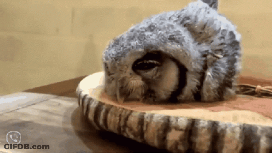 Buenas Noches Buho GIF