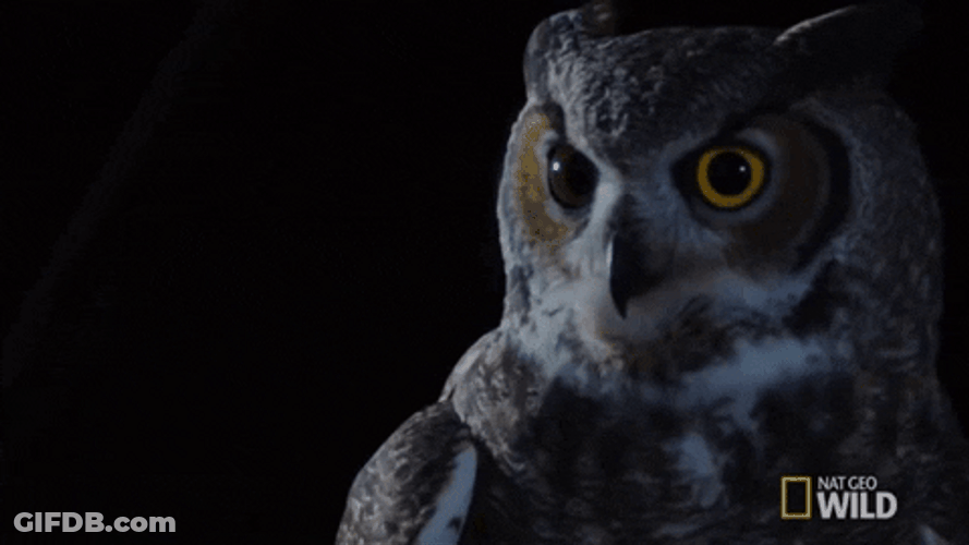 Buenas Noches Buho GIF