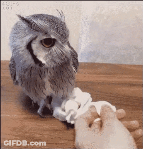 Buenas Noches Buho GIF