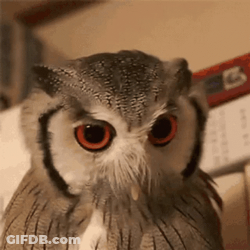 Buenas Noches Buho GIF