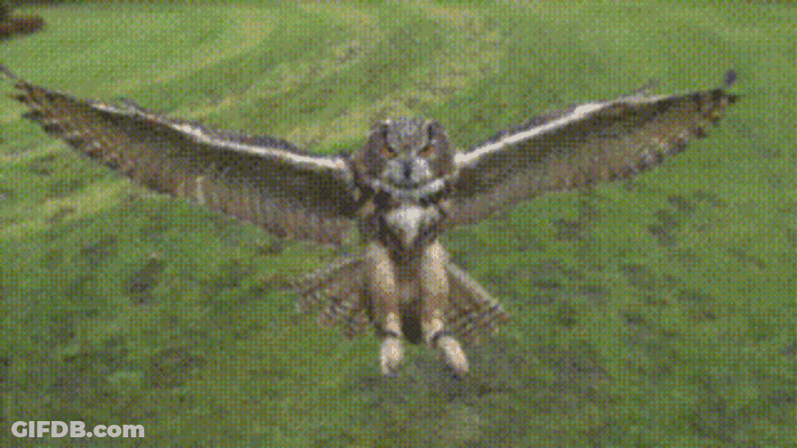 Buenas Noches Buho GIF