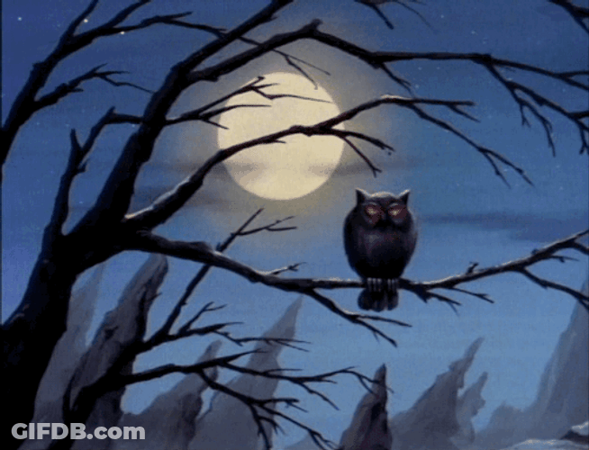 Buenas Noches Buho GIF