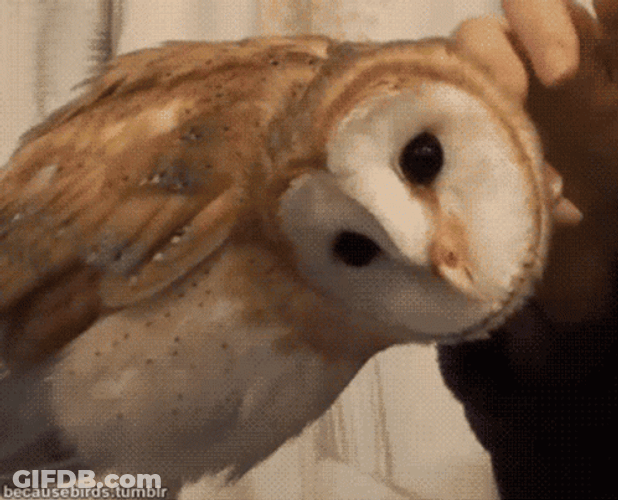 Buenas Noches Buho GIF