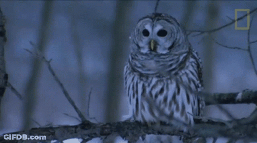 Buenas Noches Buho GIF