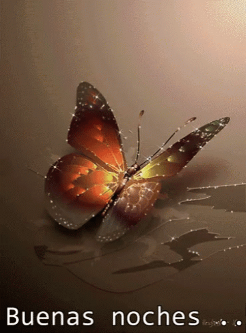 Buenas Noches Colorful Butterfly GIF
