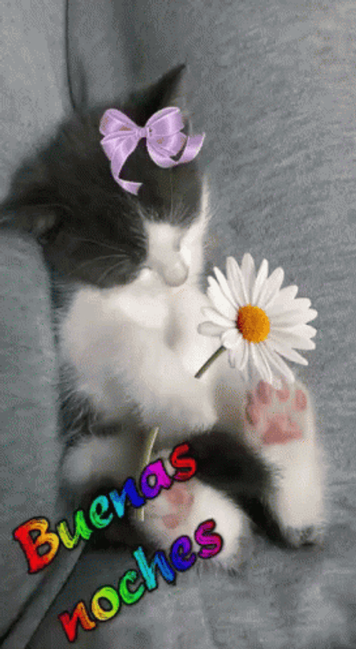 Buenas Noches Cute Cat Sleeping GIF