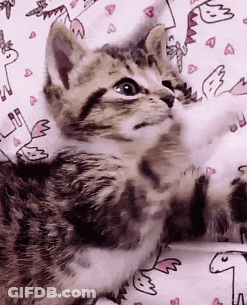 Buenas Noches Gatos GIF