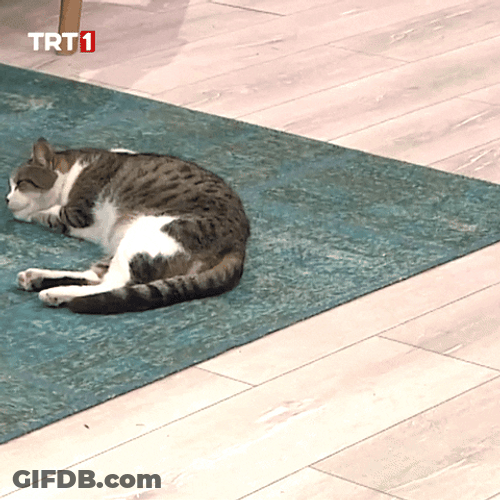 Buenas Noches Gatos GIF
