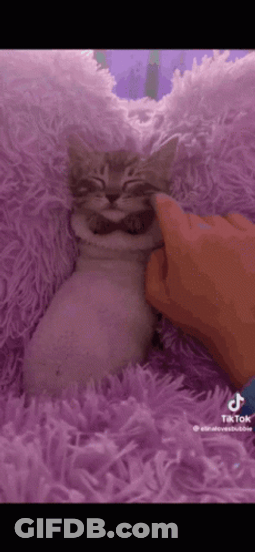 Buenas Noches Gatos GIF