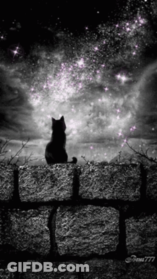 Buenas Noches Gatos GIF