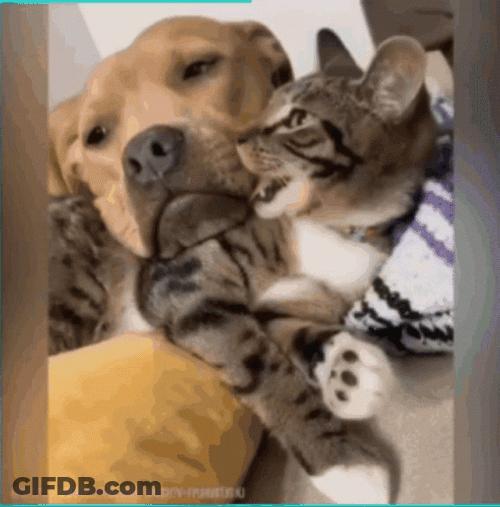 Buenas Noches Gatos GIF