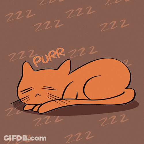 Buenas Noches Gatos GIF