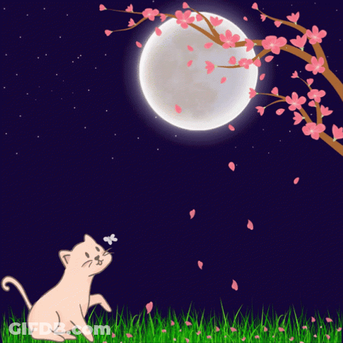 Buenas Noches Gatos GIF