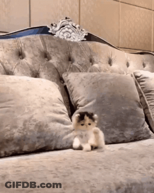 Buenas Noches Gatos GIF