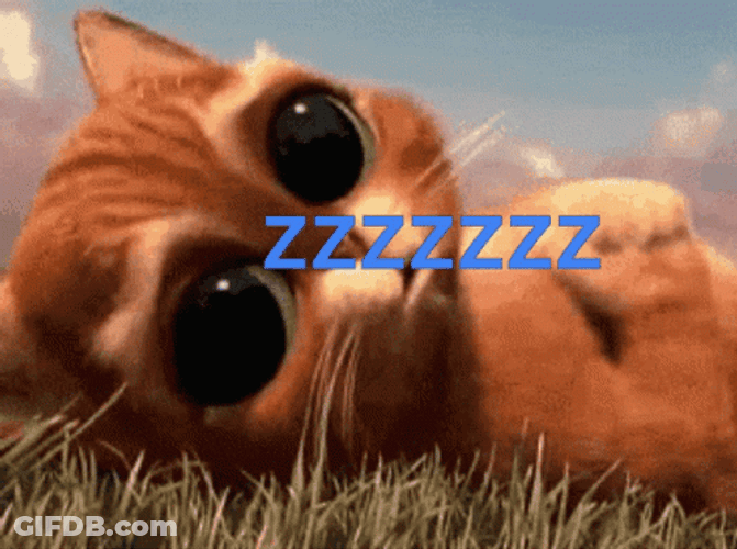 Buenas Noches Gatos GIF