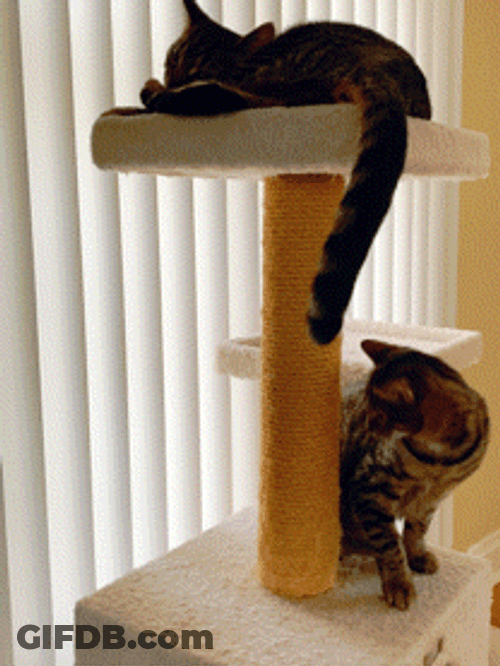 Buenas Noches Gatos GIF