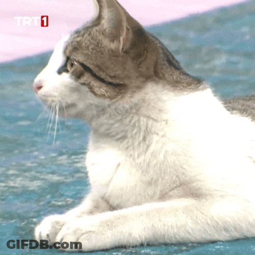 Buenas Noches Gatos GIF