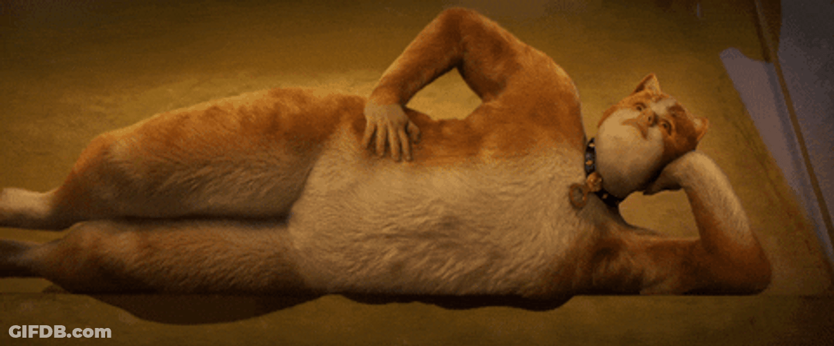 Buenas Noches Gatos GIF