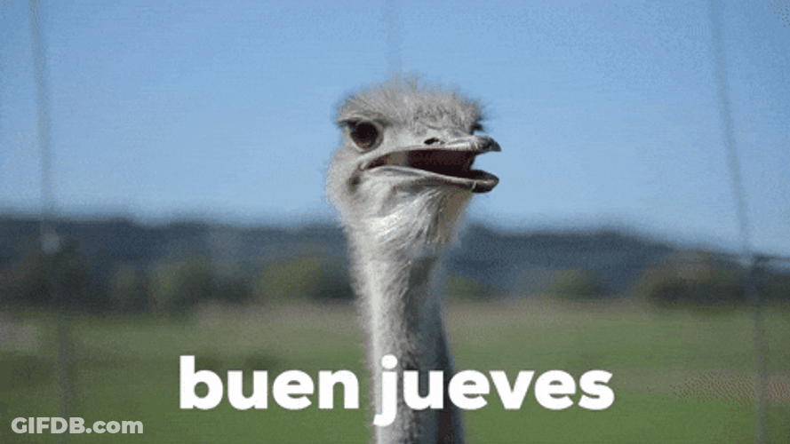 Buenas Noches Jueves GIF