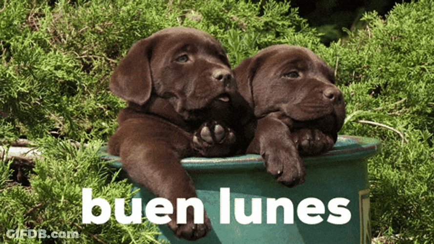 Buenas Noches Lunes GIF